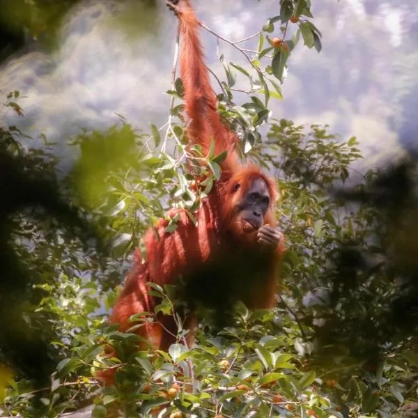 Lawang Inn Restaurant & Jungle Trek, hotel v destinaci Bukit Lawang