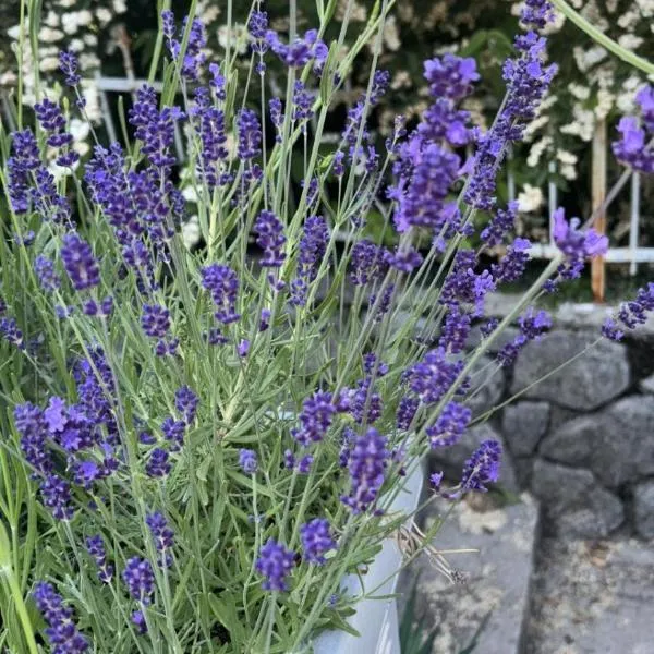 Panorama House, ξενοδοχείο σε Donji Rukavac