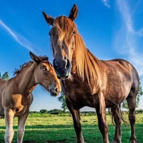 Agroturystyka u Janeckich, hotel i Czarny Młyn