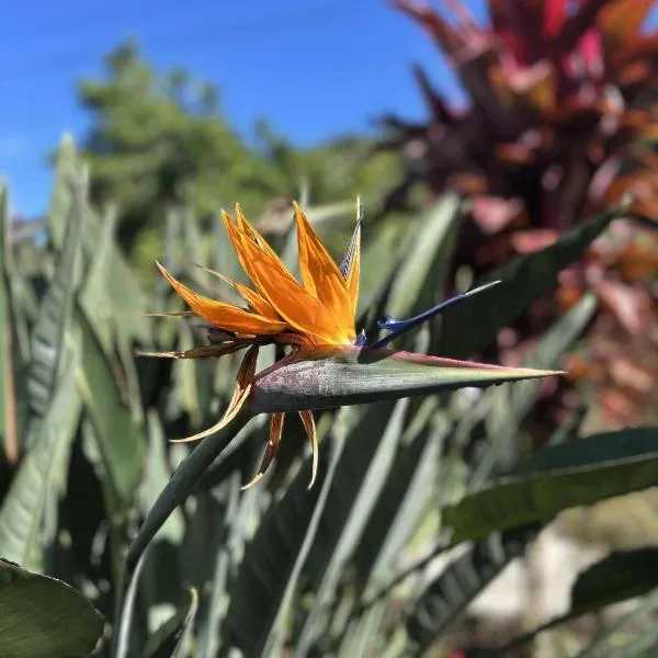 Notre Z'oiseau de Paradis, hotel di Saint-André