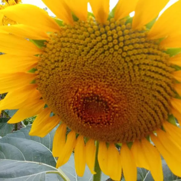chambre chez sylvie, hotel v destinaci Haux