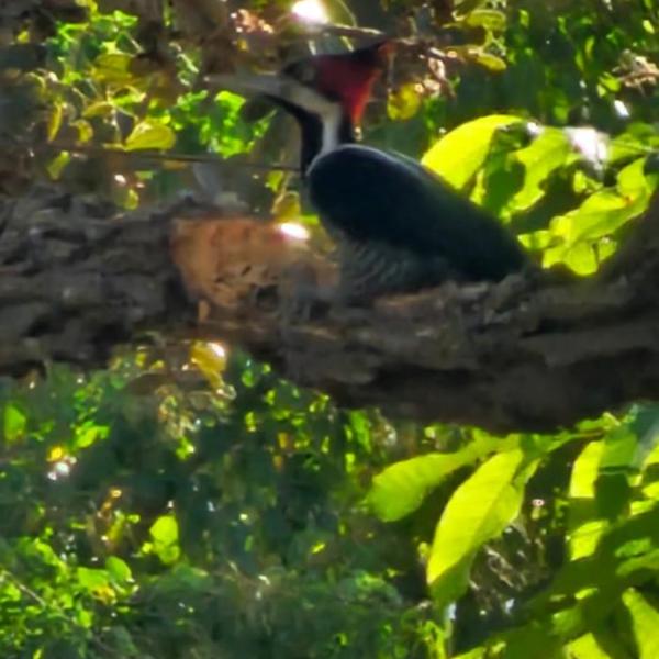 Chacara do Tche