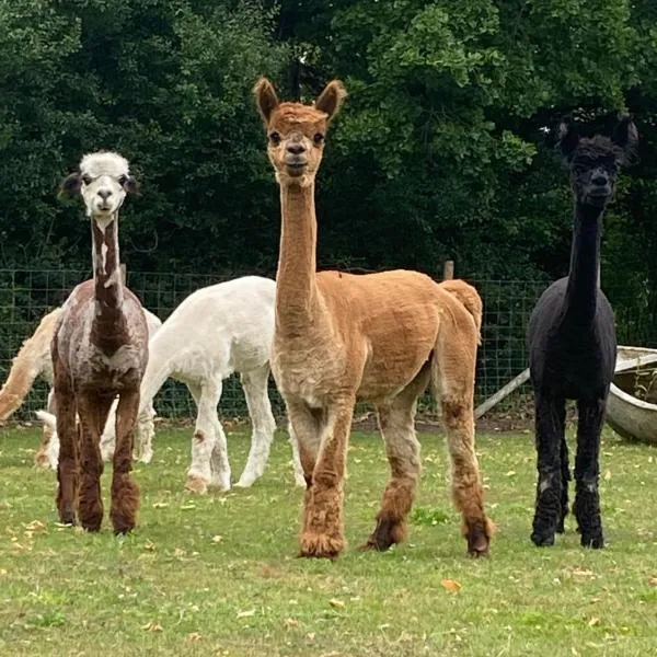 2 Bed Rural Retreat in Dorset Includes a private Hot Tub and cosy wood burner，位于Horton的酒店