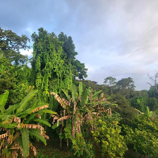 Casa na Praça de Serra Grande - Foto 4