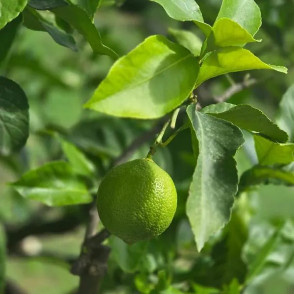 Le 2 valli, hotelli kohteessa Moltrasio