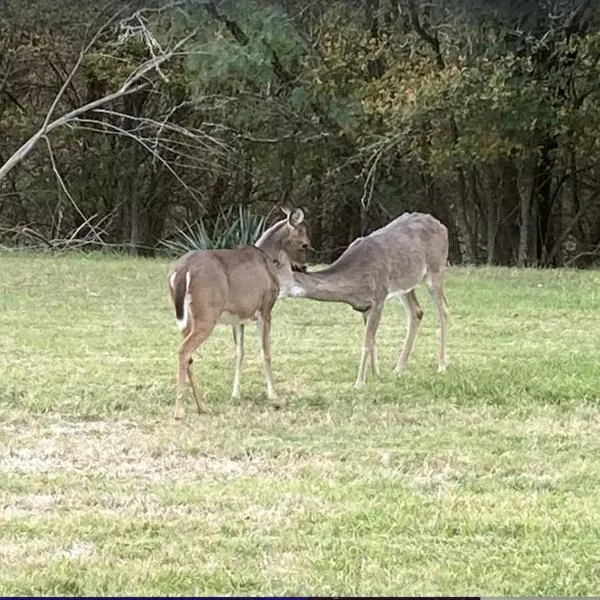 En-Deer-ing Pet friendly Retreat, ξενοδοχείο σε Salado