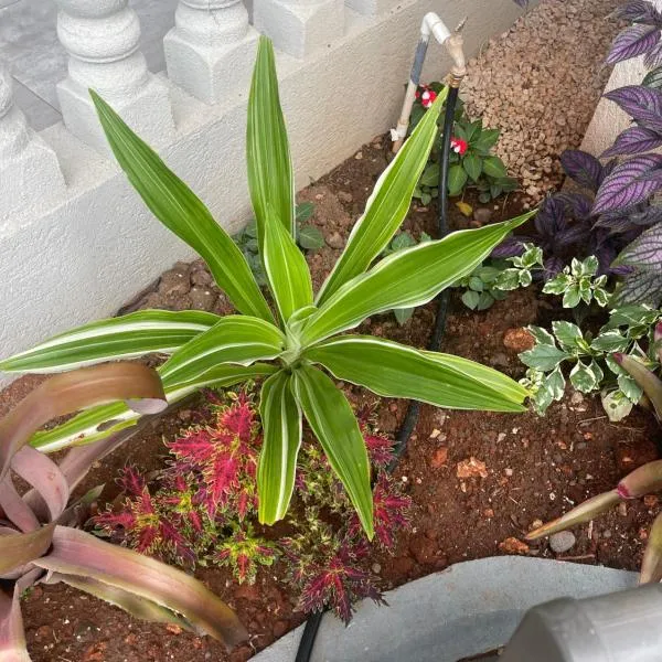 Idyllic escape, Hotel in Mandeville