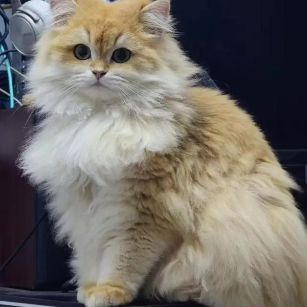 Witcher Hostel, hotel di Vientiane