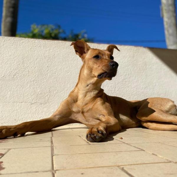 Casa Pé na areia Cocanha - Foto 4