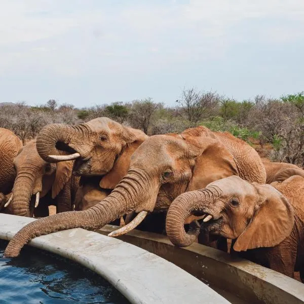 Mbazo Safari Collection, hotel in Pilanesberg