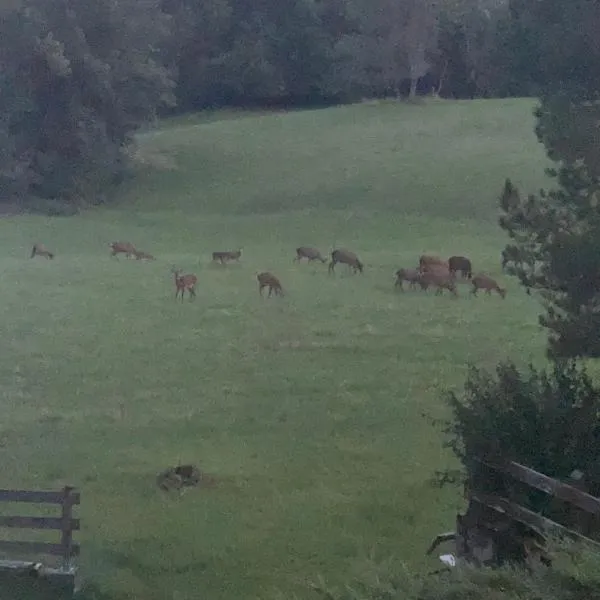 Alpine nest in Val di Zoldo, hotel in Forno di Zoldo