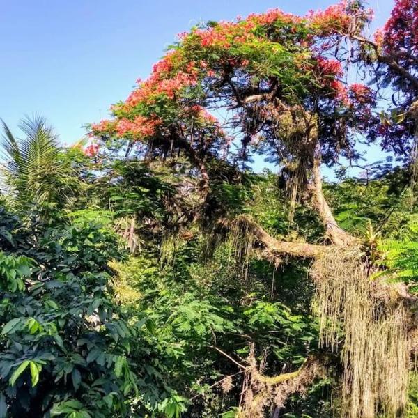 Nature and Comfort in Rio