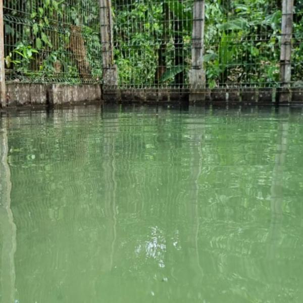 Sitio na floresta px a Belém