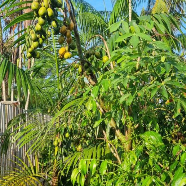 Sitio na floresta px a Belém - Foto 4