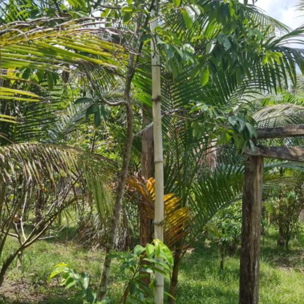 Sitio na floresta px a Belém - Foto 3