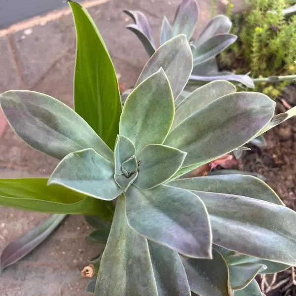 Riverside, hotel v destinaci Beaufort West