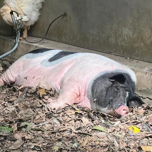 拇指園民宿, ξενοδοχείο σε Guanxi