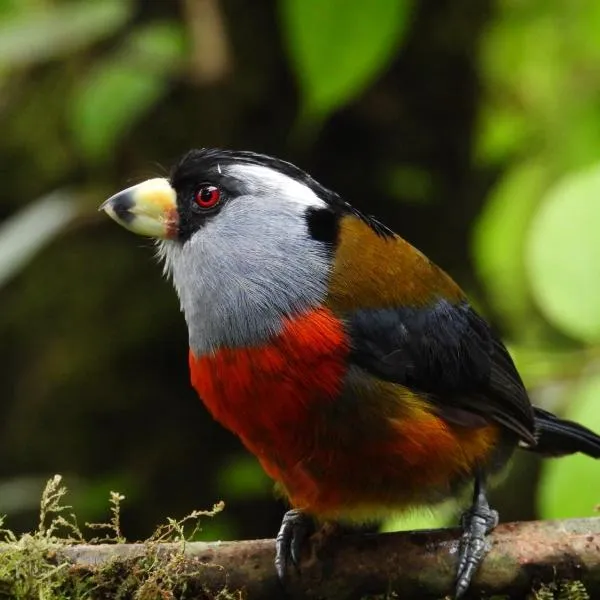 Natural Luxury Birding Lodge, מלון בPapagalleros
