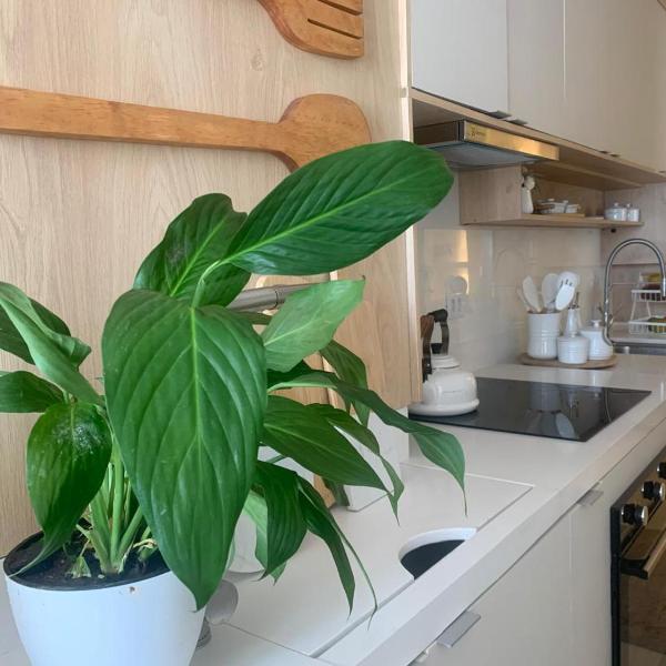 Apartamento Família Torres - Foto 3
