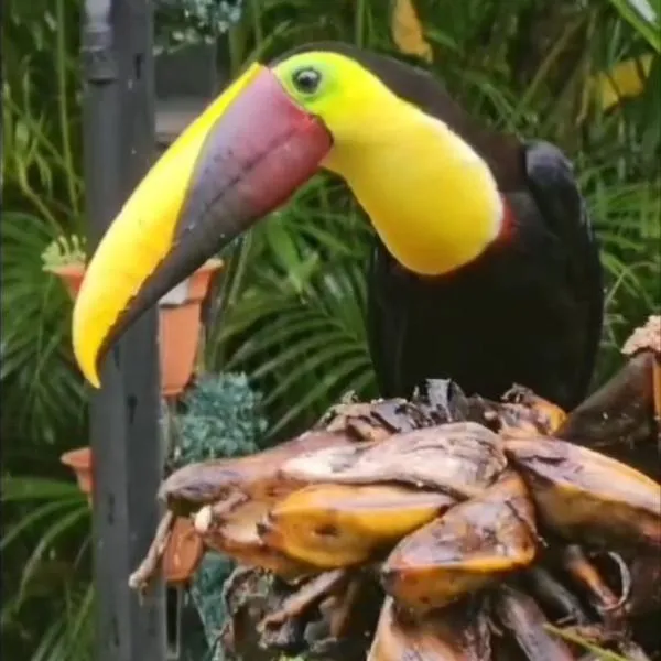 Cabins yafeth osa drake bay, Hotel in Drake