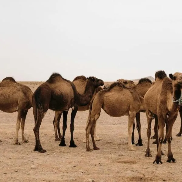 Maison d'hôtes tilleli, hotell sihtkohas Tamnougalt