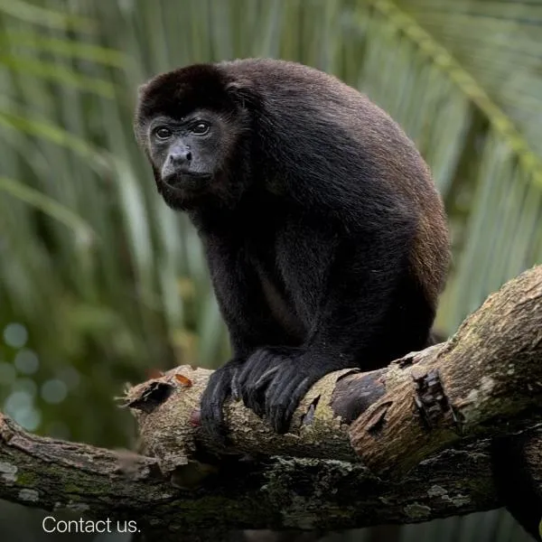 Casa Mamré, Hotel in Cahuita