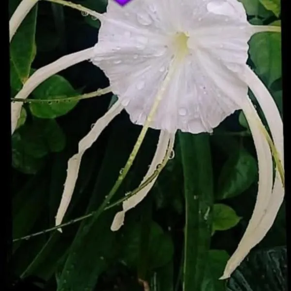 SeaSide Amour Rendezvous Dormitory BEDS and Airport Shuttles, hotel v destinaci Korotogo