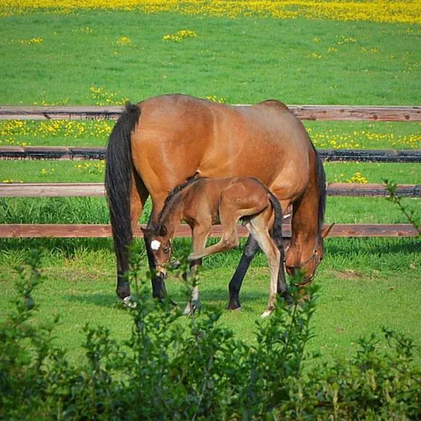 Beautiful Lodge in Newmarket with parking, hotel in Newmarket