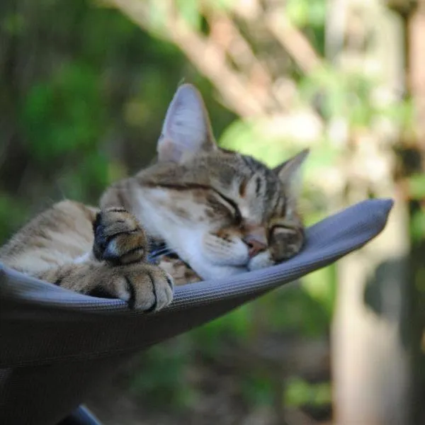 Les Chambres De La Loge, ξενοδοχείο σε Montmorillon