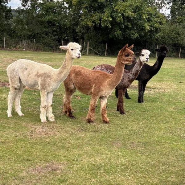 Viesnīca Stunning Dorset Woodland Retreat for Two Private Hot Tub & Alpacas pilsētā Horton