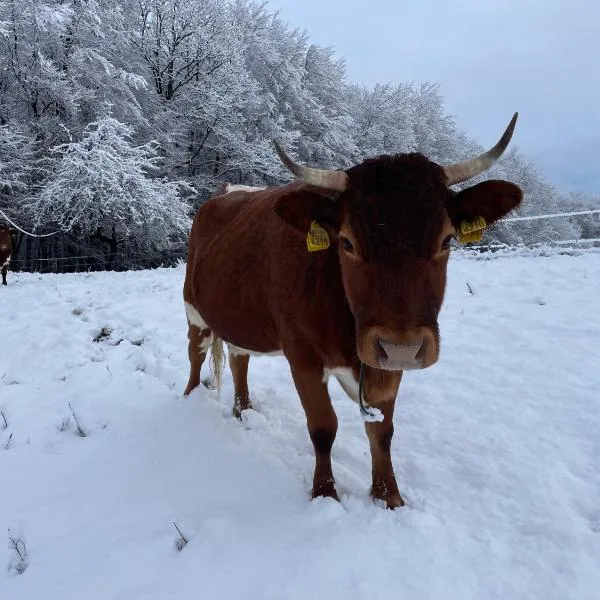 Zerko Holiday Apartment Janko with a private outdoor jacuzzi for FREE, hotel in Mirna