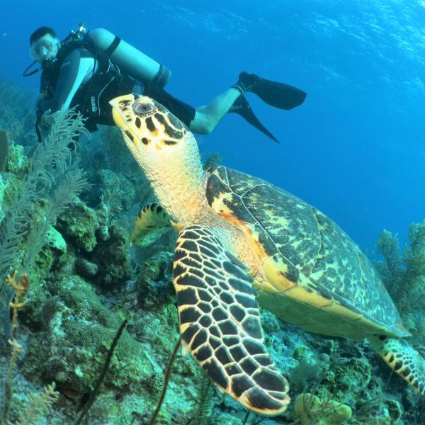 Paul's eco kitnets da praia & Nemo dive, centro de mergulho - Foto 5