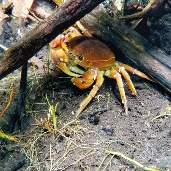 Pousada o Canto da Seriema, hotel v destinaci Nobres