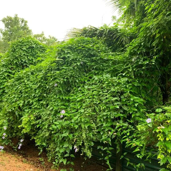 Forest Villa Nature Resort, ξενοδοχείο σε Anuradhapura