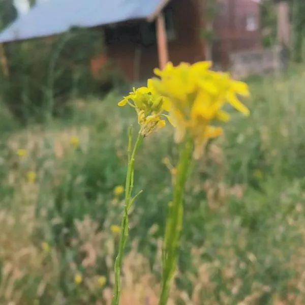 Cabaña La 40 "Relax y descanso en zona de chacras"、Buta Ranquilのホテル