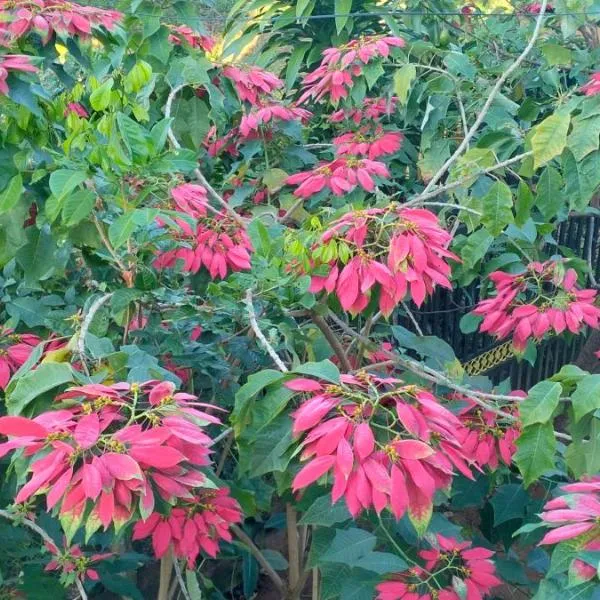 Ratanakiri Farmhouse & Trekking, hotel v destinaci Banlung