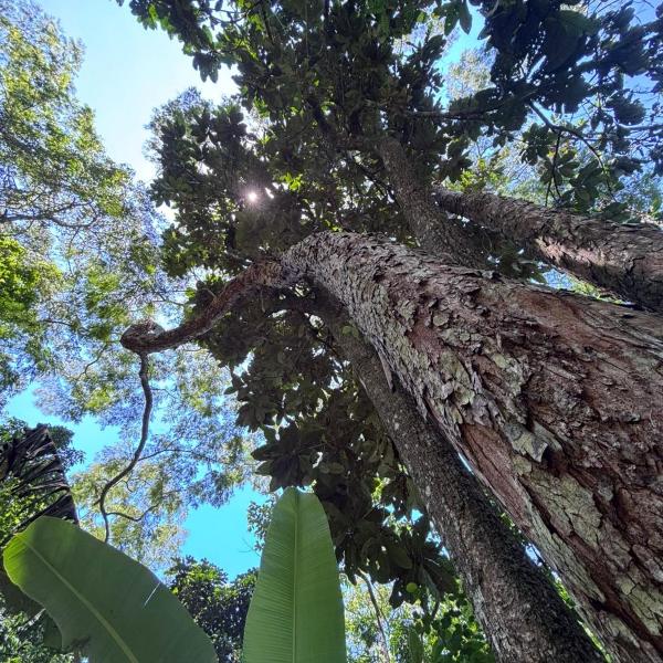 Sítio com piscina natural Cachoeiras de Macacu - Foto 5