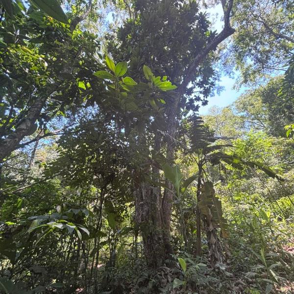 Sítio com piscina natural Cachoeiras de Macacu - Foto 4
