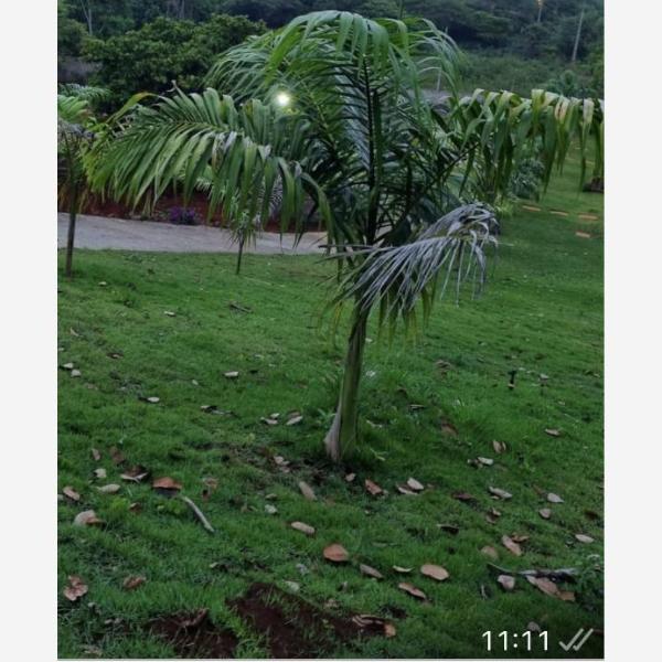 Sítio monte alegre - Foto 3