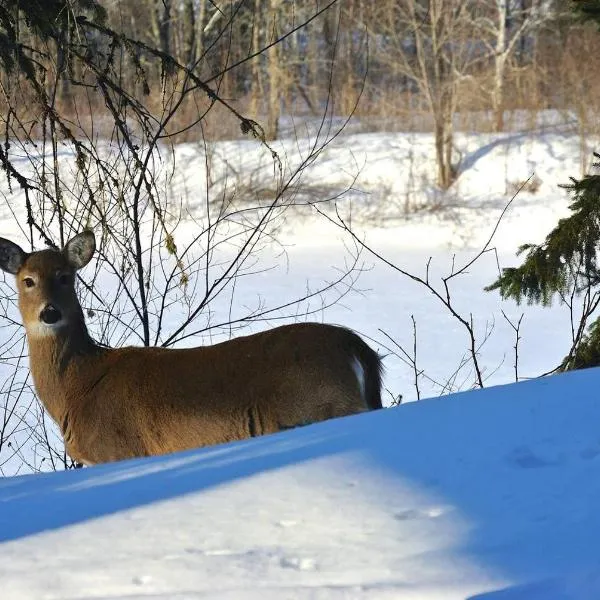 "Ecológico con Piscina Climatizada" y Sauna!!, hotel i Riaza