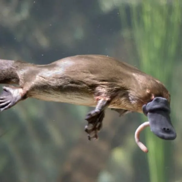 Platypus Heaven Waratah Waterfall Retreat Unit1 Free Pay TV In 2 Rooms Free Bottle Wine & Free WiFi, khách sạn ở Waratah