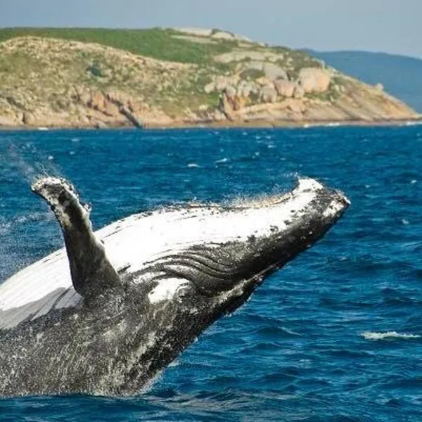 Southerly Studio – hotel w mieście Augusta