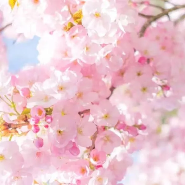 Satoyama no Yado Kei-House - Vacation STAY 55796v, hotel i Shikokuchuo