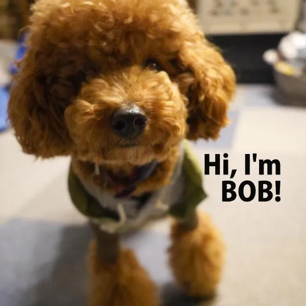 Slopeside Lodge Hakuba, hotel em Otari