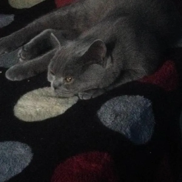 cont inchis, hotel in Ciocanu