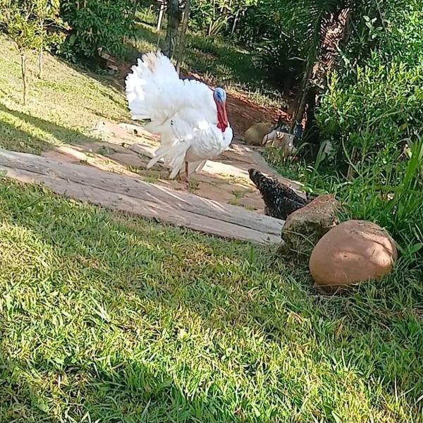 Recanto Das Avencas - Foto 3