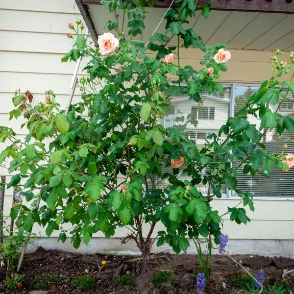 The R1, hotel em Abbotsford