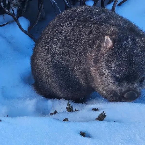 Cradle Alpine Retreat, hotel v mestu Moina