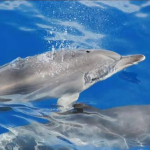 House near CR7 Museum – hotel w Funchal