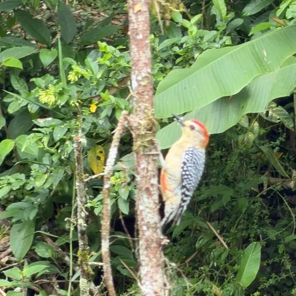 ecopolis birds lodge, khách sạn ở El Queremal